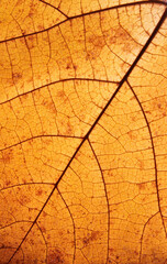 Obraz premium Autumn leaf texture close-up with veins