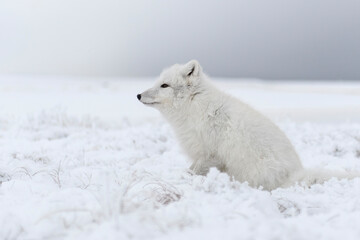 Arctic fox sitting in wilde tundra. Arctic fox scrathing.