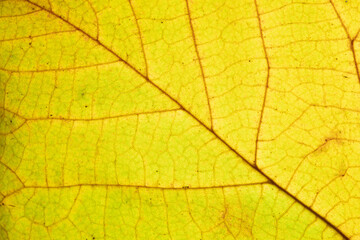Naklejka na ściany i meble Autumn leaf texture close-up with veins