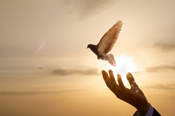 Hand of a businessman releases a dove against the background of a sunny sunset.
