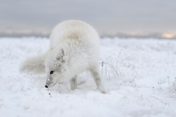  Wild arctic fox (Vulpes Lagopus) in tundra in winter time. White arctic fox.