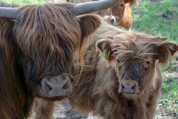 portrait of two highland cattles