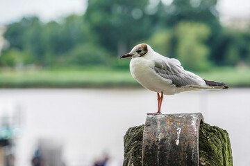 seagull on the pier