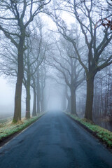 Street avenue in the fog 