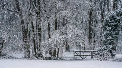 snow covered trees