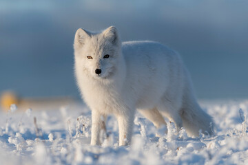 Obraz na płótnie Canvas Wild arctic fox (Vulpes Lagopus) in tundra in winter time. White arctic fox close up.