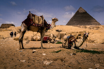 camel in the desert