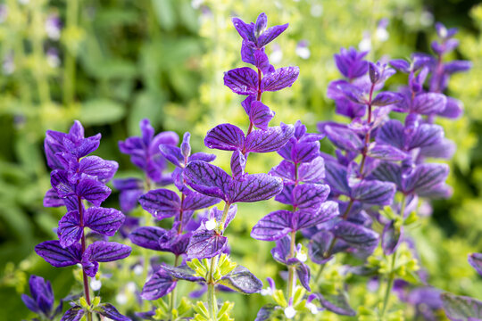 Group of Beautiful blue salvia viridis flowers with green leaves on the flower bed in a garden in summer