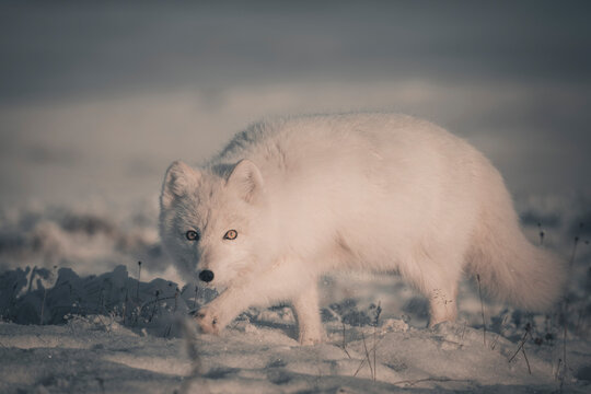  Wild arctic fox (Vulpes Lagopus) in tundra in winter time. White arctic fox. © Alexey Seafarer