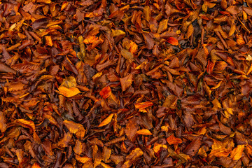 Fall time of year October vibrant orange color falling leaves in park season background