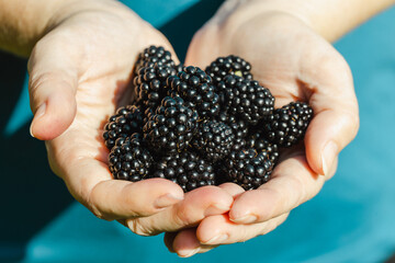 The joyful girl shows a handful of fresh blackberries which she has picked from the bush