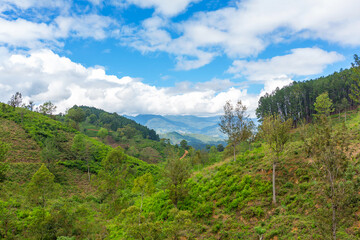 Fototapeta na wymiar Picturesque natural landscape. Green tea plantations in the highlands. Growing tea