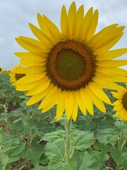 Fototapeta premium Burnside Sunflowers