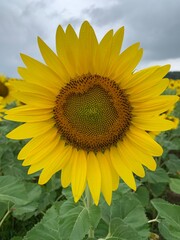 Naklejka premium Burnside Sunflowers