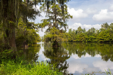 Fototapeta na wymiar Mossy cypress trees reflected in the famous Lake Martin in Louisiana in sunny day