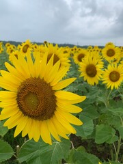Fototapeta premium Burnside Sunflowers