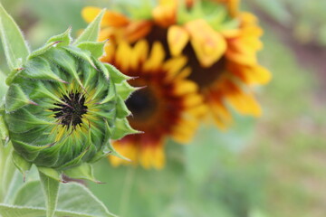 Burnside Sunflowers