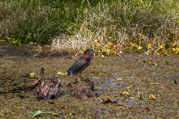 Green crane in the wild wetland outdoors