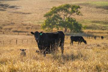 Close up of beef cows and calfs grazing on grass in Australia. Eating hay and silage. breeds...