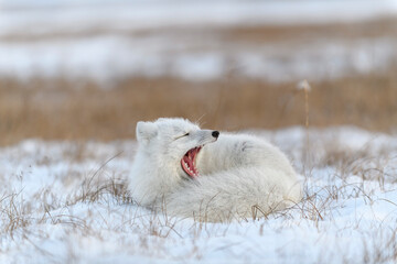 Wild arctic fox (Vulpes Lagopus) in tundra in winter time. White arctic fox yawning.