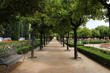 Hall of trees, evergreen nature in the middle of the city
