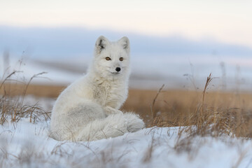 Arctic fox (Vulpes Lagopus) in wilde tundra. Arctic fox sitting. - obrazy, fototapety, plakaty