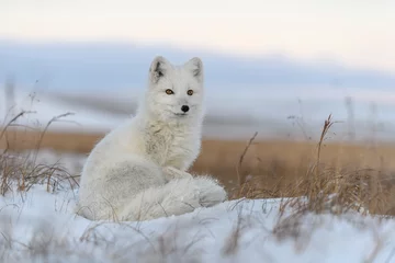 Crédence de cuisine en verre imprimé Renard arctique Arctic fox (Vulpes Lagopus) in wilde tundra. Arctic fox sitting.