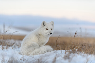 Arctic fox (Vulpes Lagopus) in wilde tundra. Arctic fox sitting.
