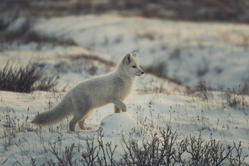 Arctic fox in winter time in Siberian tundra.