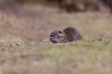 Nutria Coypu in close-up Myocastor coypus