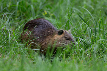 Nutria Coypu in close-up Myocastor coypus