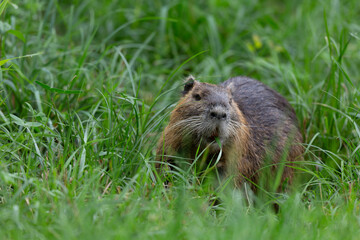 Nutria Coypu in close-up Myocastor coypus