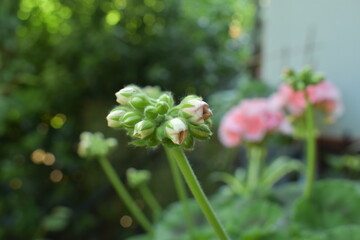 flower geranium