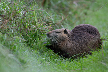 Nutria Coypu in close-up Myocastor coypus
