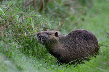 Nutria Coypu in close-up Myocastor coypus