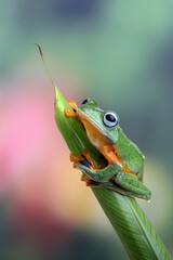The green flying frog perched on a leaf