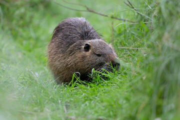 Nutria Coypu in close-up Myocastor coypus