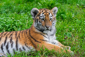 Naklejka na ściany i meble Siberian tiger (Panthera tigris altaica) cub, close-up portrait in zoo