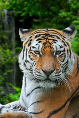 Siberian tiger (Panthera tigris altaica) close-up portrait with cub