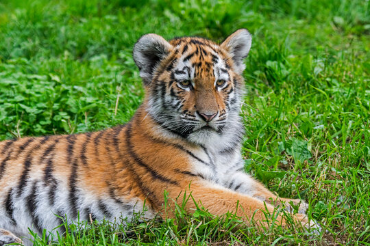 Siberian tiger (Panthera tigris altaica) cub, close-up portrait in zoo