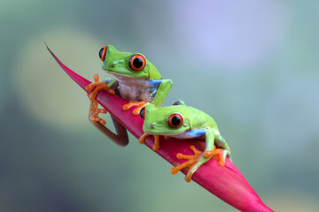 A pair of a red-eyed tree frogs perched at red flowers 
