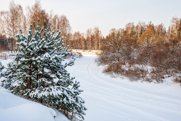 Winter landscape at sunset. The riverbed, spruce and birch trees are a truly Russian landscape.