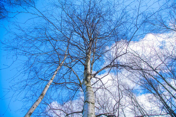 trees and sky