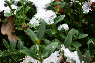 snow on the leaves