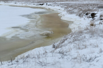  Wild arctic fox (Vulpes Lagopus) in tundra in winter time.
