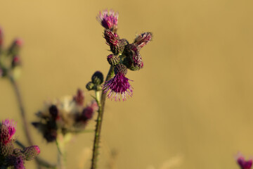 Colorful, purple plant in the meadow, nice flower, wild plant.