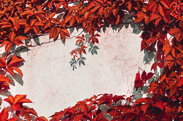 red leaves of wild grapes frame the concrete wall