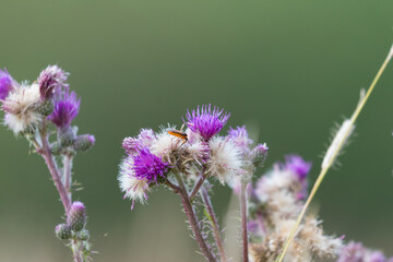 Fototapeta premium Colorful, purple plant in the meadow, nice flower, wild plant.