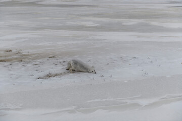 Fototapeta na wymiar Wild arctic fox (Vulpes Lagopus) in tundra in winter time.