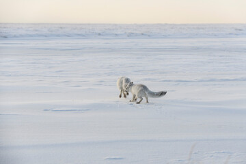 Two young arctic foxes (Vulpes Lagopus) in wilde tundra. Arctic fox playing.